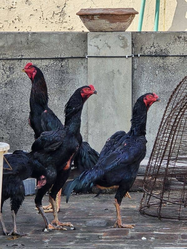 King Size White O-Shamo Chicks