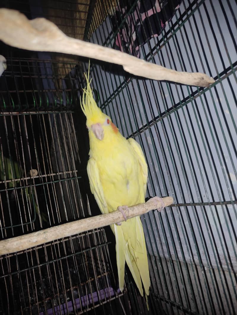 Budgie & Cockatiel Breeders