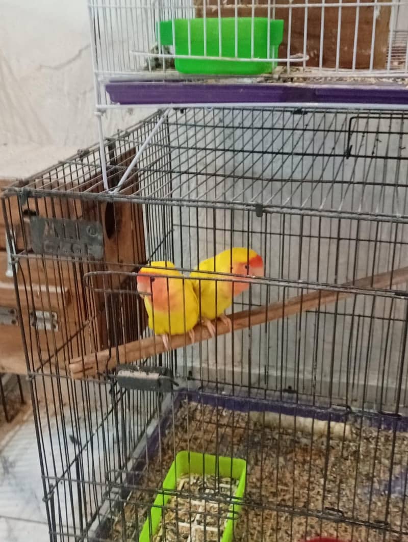Love Birds — Breeding Pairs