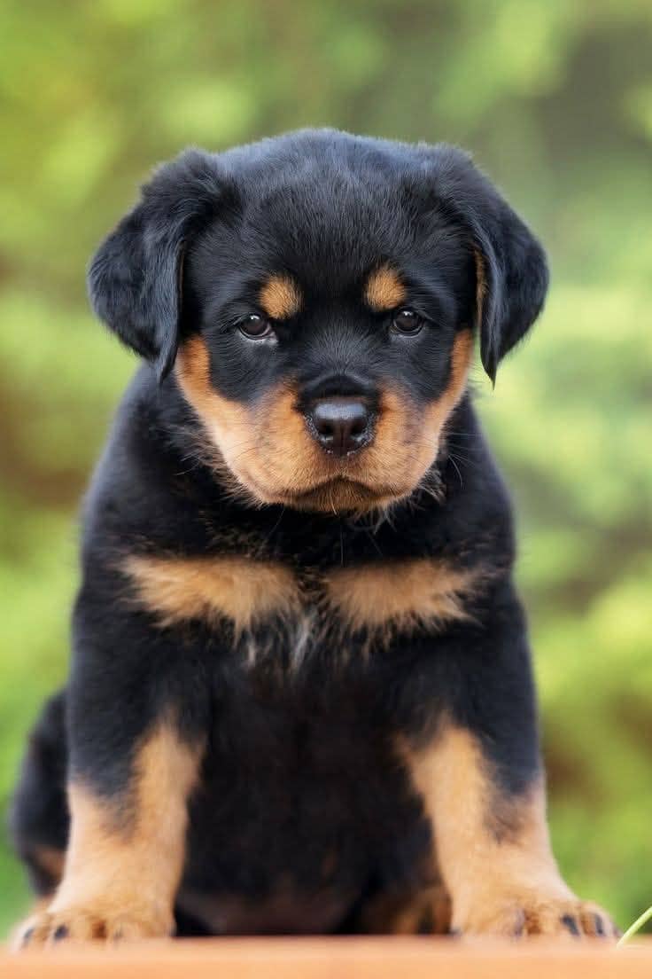Rottweiler Puppies — Punch Face