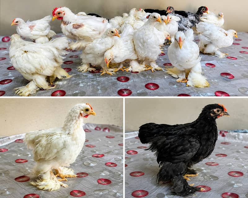 Bantam & Golden Buff Chicks