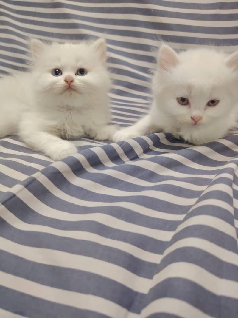 Persian Triple-Coat Piki Face Kittens