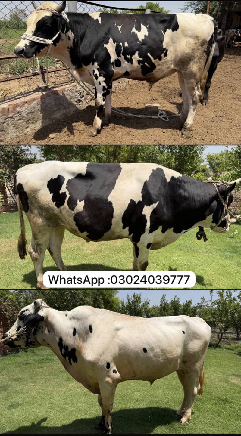 Frisian Bull — Qurbani 2026