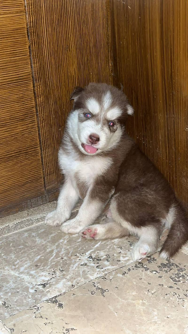 Siberian Husky Puppies