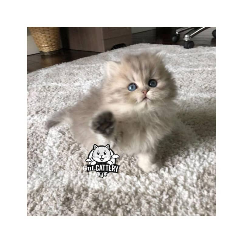 Pure Persian Kittens — Doll & Punch Face