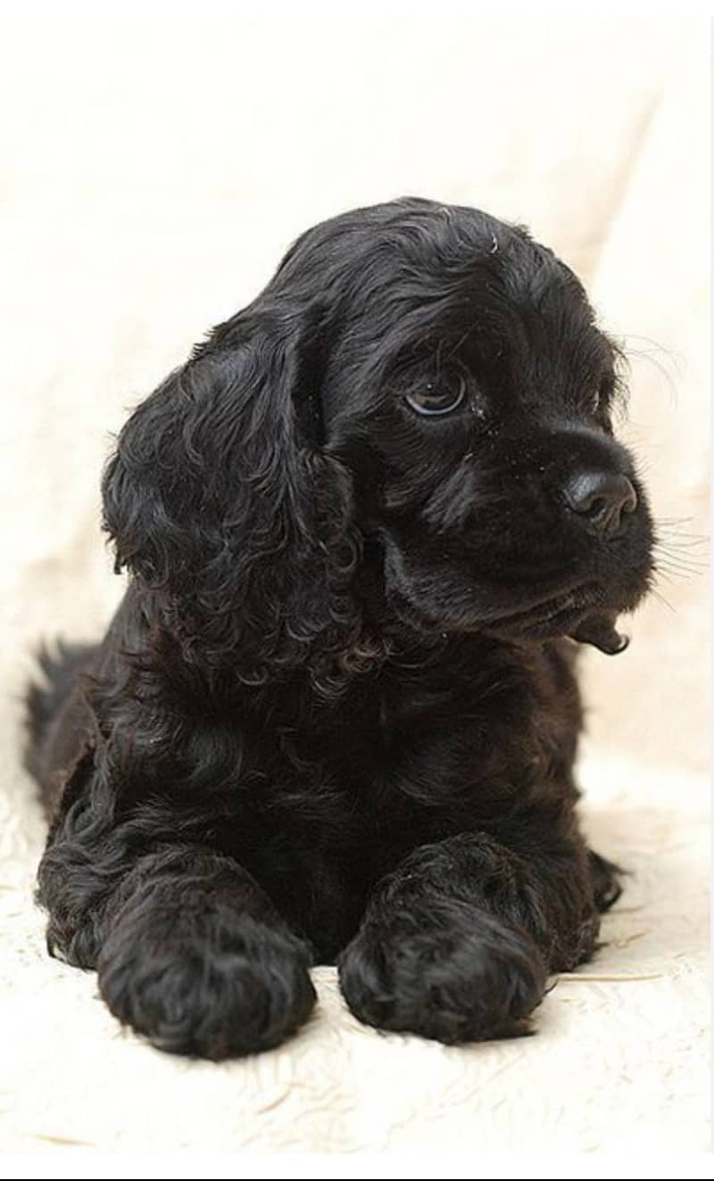 Cocker Spaniel — For Sale