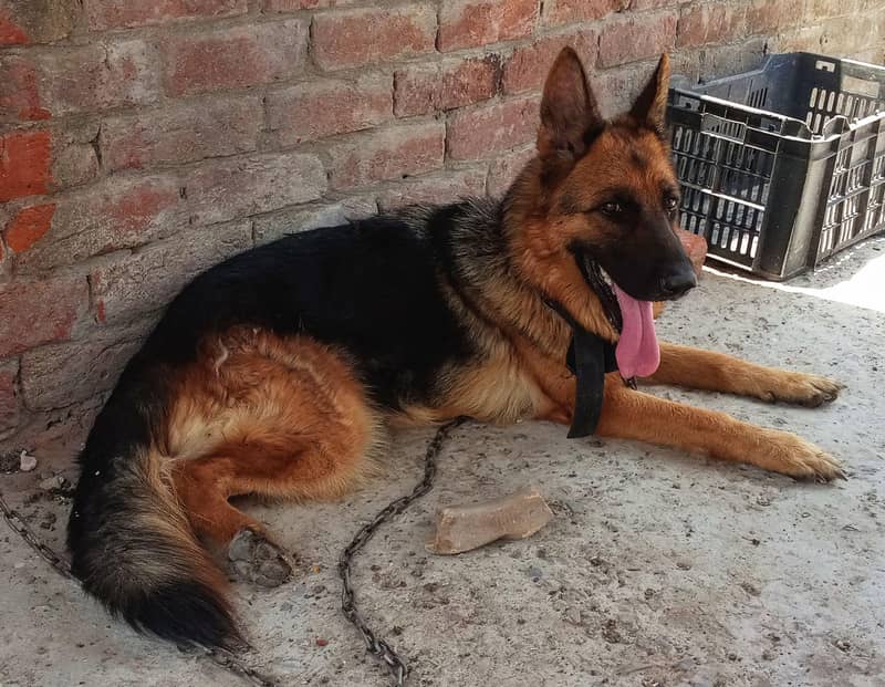 German Shepherd — Female