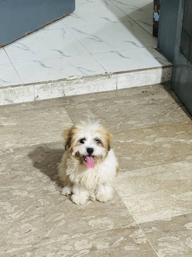 Shih Tzu — White & Brown