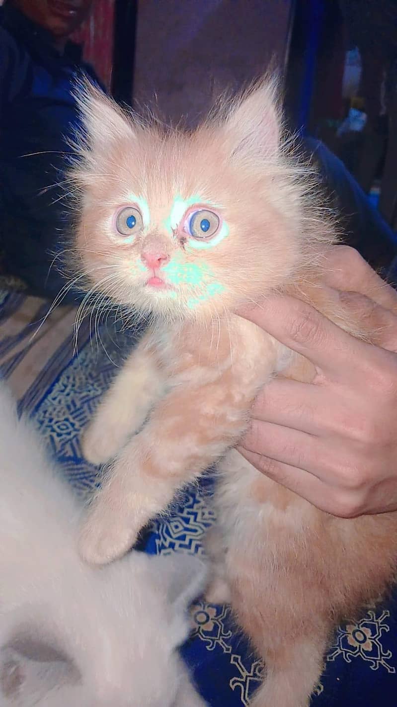 Persian Doll Face Kittens
