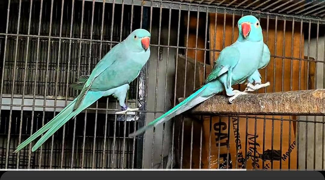 Blue Ringneck Nayika Pair