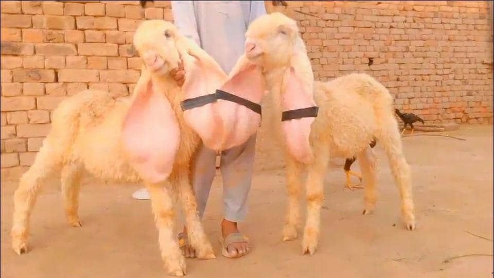 Pure Kakka Pair