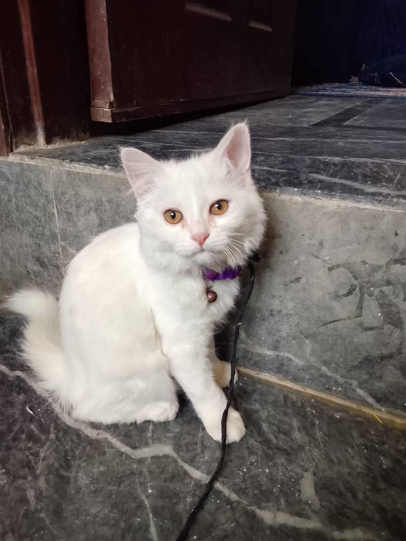 White Persian Cat