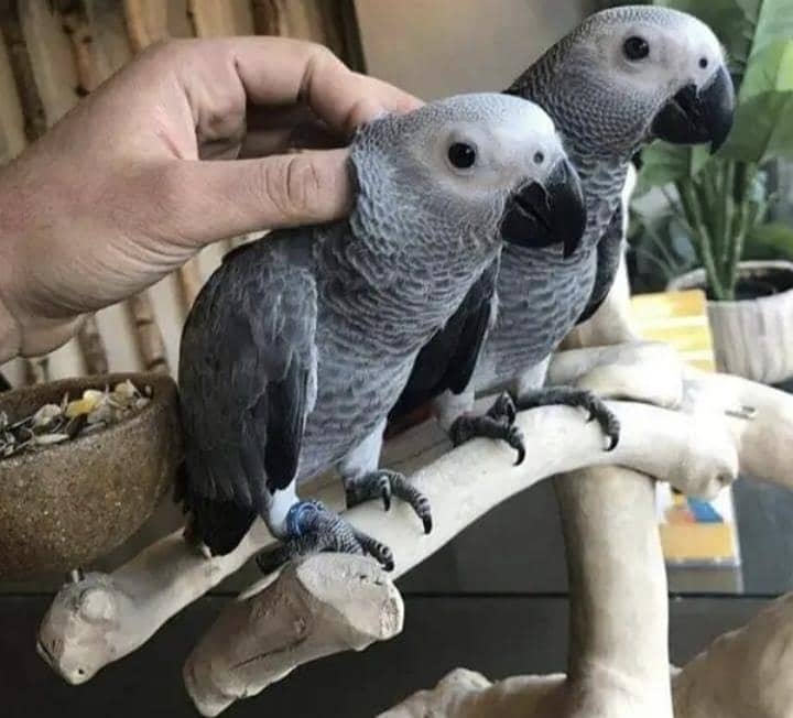 African Grey Parrot