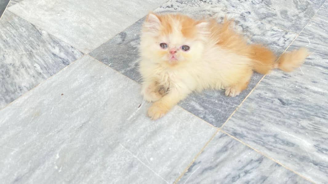 Extreme Punch Face Kitten